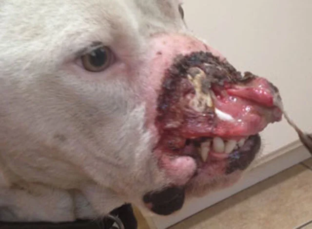 Pit bull sin nariz Pit bull sin nariz