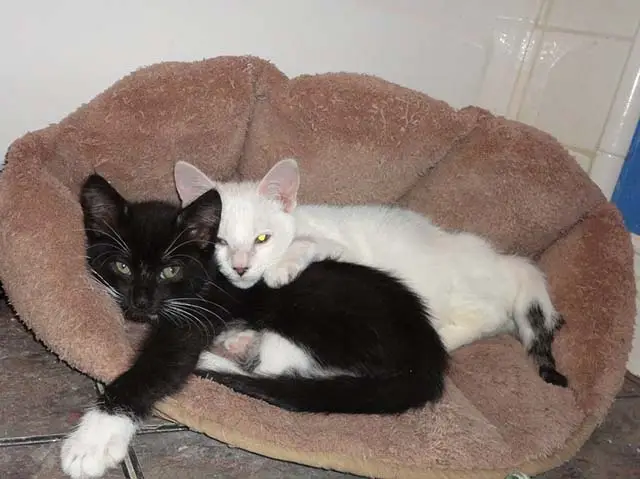 Pretzel y su amigo