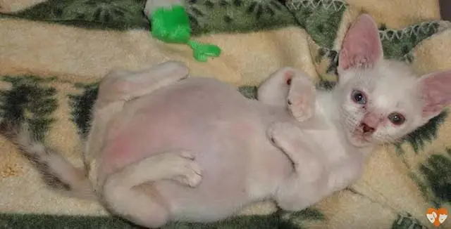 Pretzel