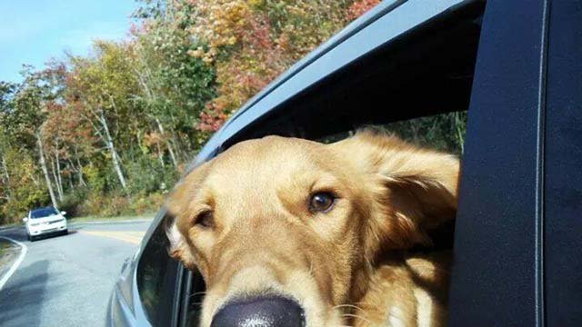 Riley de paseo en auto