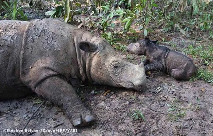 Rinoceronte de Sumatra dio a luz Rinoceronte de Sumatra dio a luz