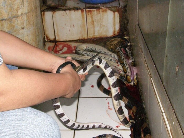 Serpientes para marroquinería