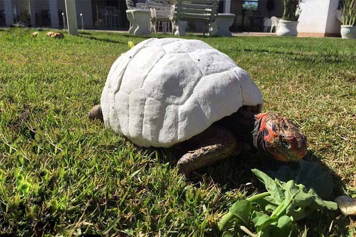 Tortuga Freddy tiene nuevo caparazon