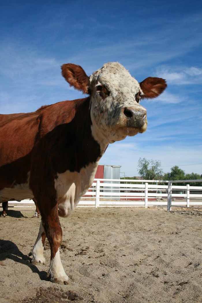 Vaca en un santuario