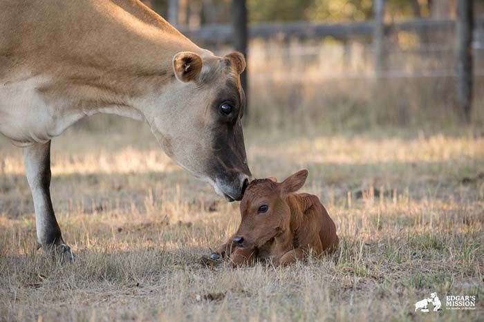 Vaca oculta a su bebe recien nacido