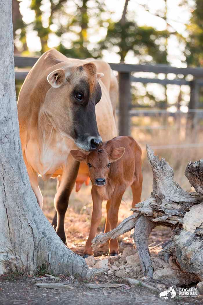 Vaca y su bebé