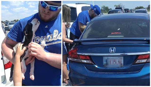 Aficionados del beisbol rescataron a un perro de un auto caliente