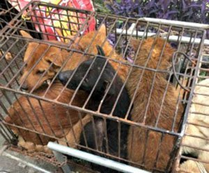 Animales a punto de ser sacrificados en Yulin