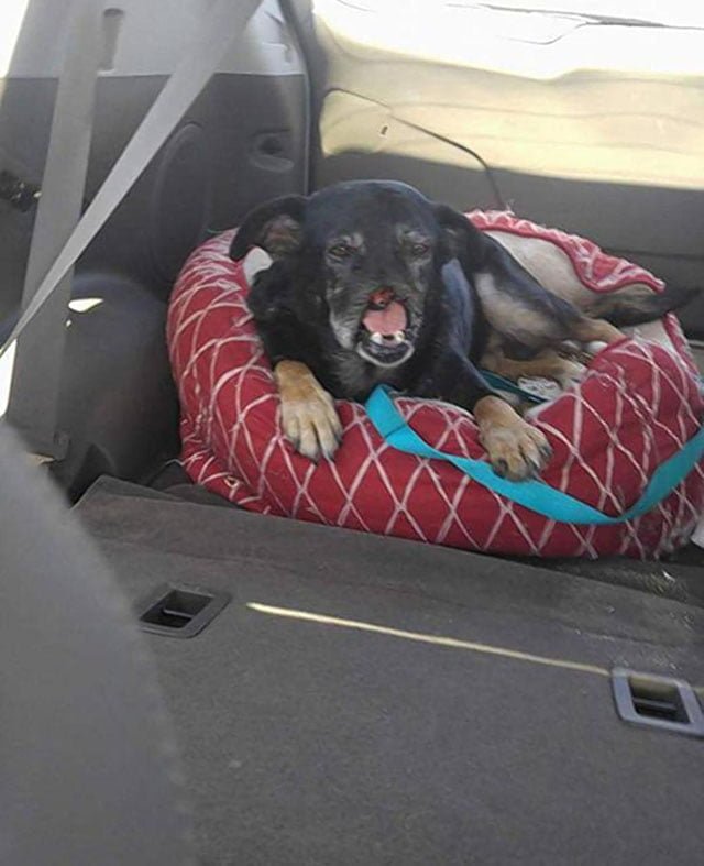 Anubis es adoptado en Texas