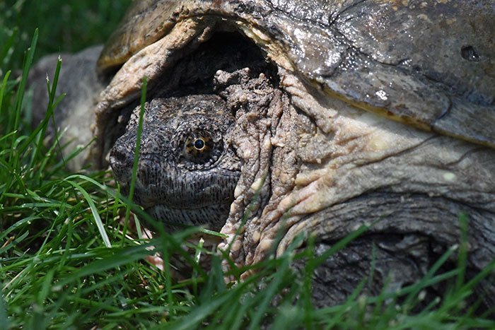 Atacan tortuga con un destornillador