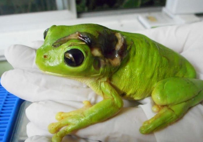 Atropello a una rana Atropello a una rana