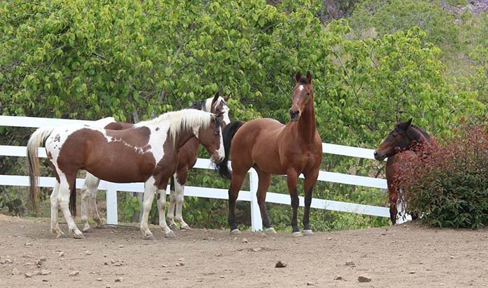 Caballos en un santuario Caballos en un santuario