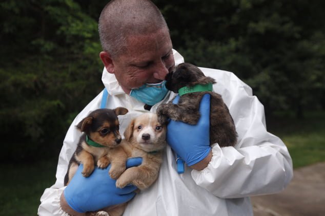 Cachorros rescatados
