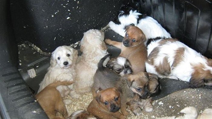Cachorros transportados en un ferry