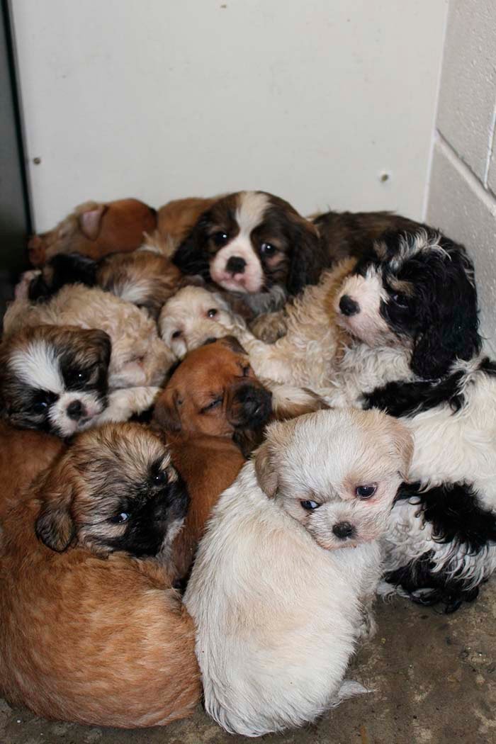 Cachorros