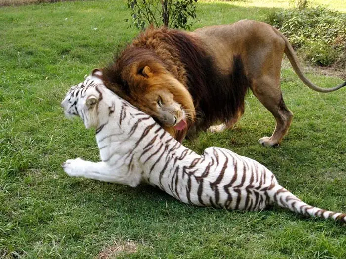 Cameron y Zabu
