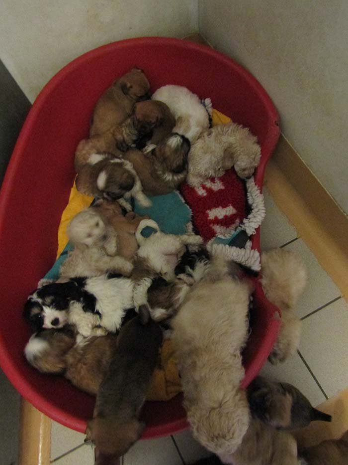 Decenas de cachorros rescatados