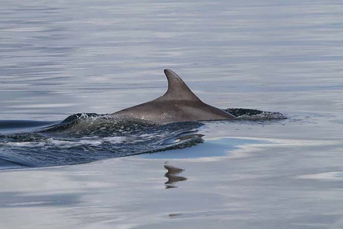 Delfin rescatado