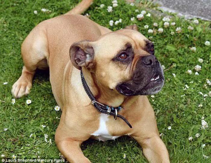 Floyd, el perro mas triste del mundo