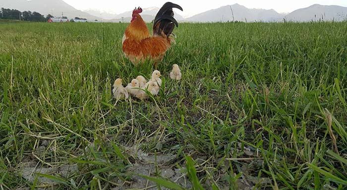 Gallo cuida de sus pollitos