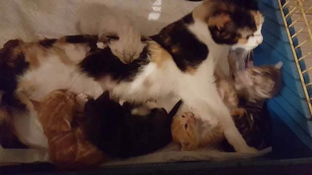Gata y sus bebés