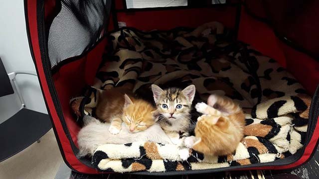 Gatitos