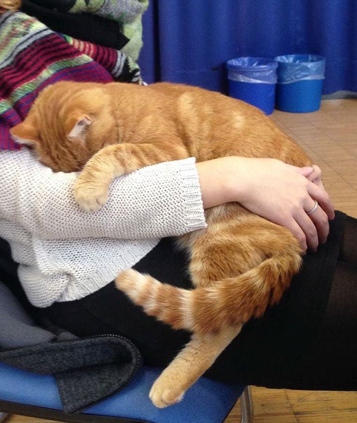 Gato abraza estudiantes