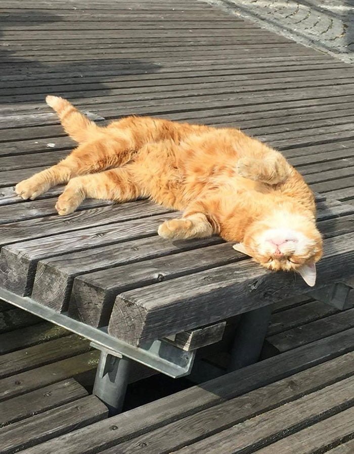 Gato acostado