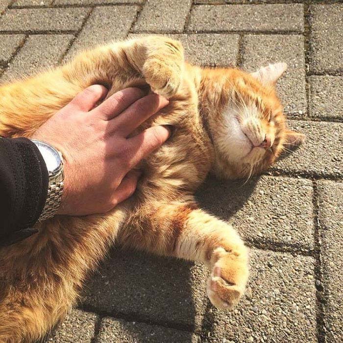 Gato campus