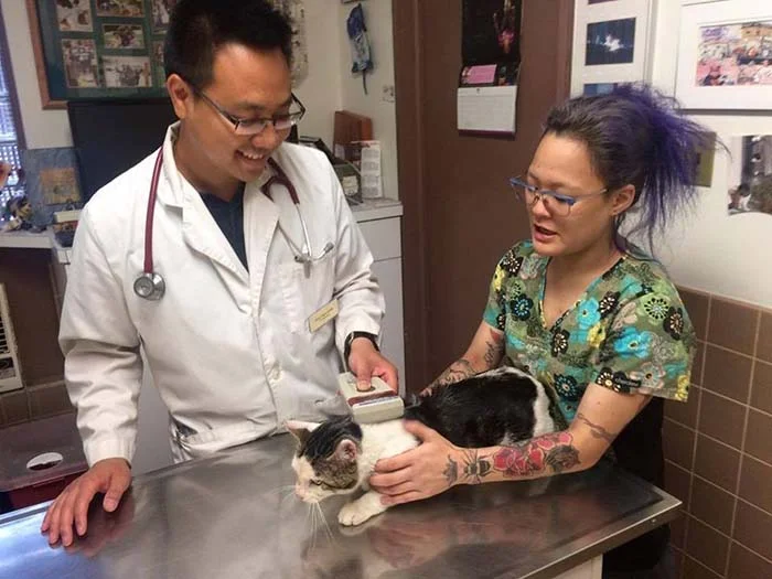 Gato en el veterinario