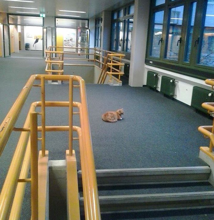 Gato en universidad en Alemania