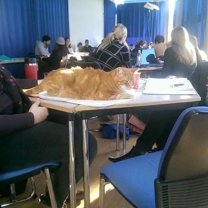 Gato en universidad