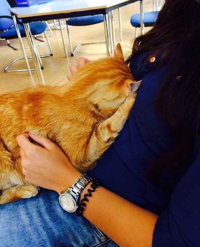 Gato reconforta estudiantes