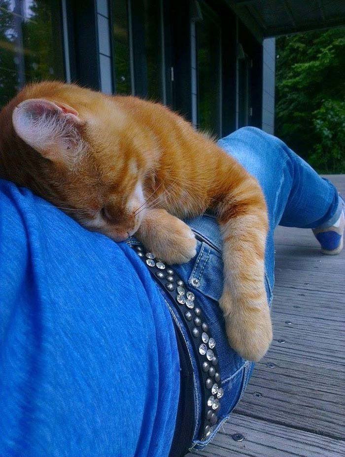 Gato recostado en estudiante