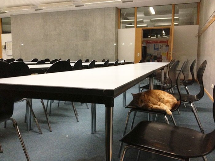Gato va a diario a la universidad