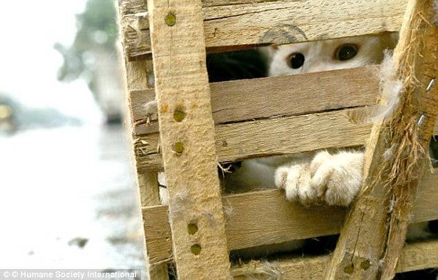 Gatos enjaulados