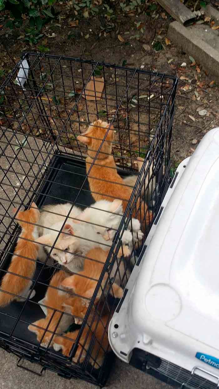 Gatos rescatados en Dallas