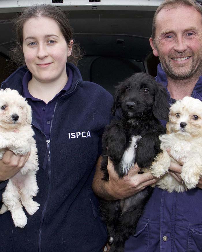 ISPCA y cachorros