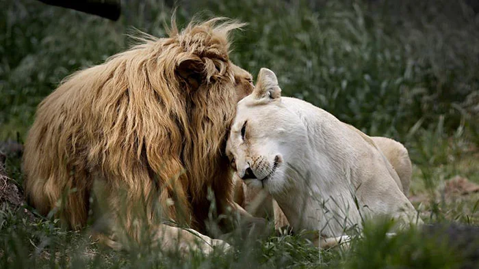 Leones en el Zoologico de Buenos Aires