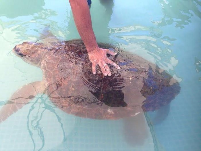 Maltrataron tortuga marina en el Libano