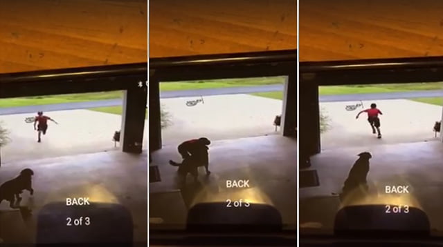 Niño se cuela en el garaje del vecino para dar un abrazo al perro y luego se va