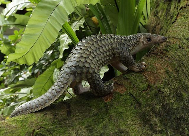 Pangolín