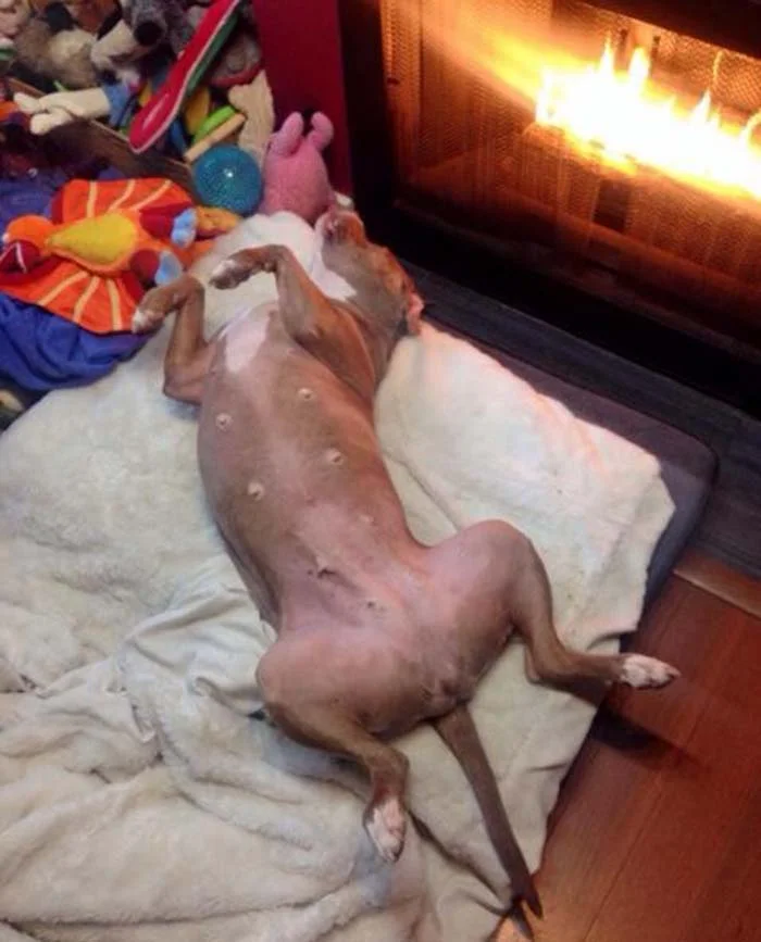 Perra feliz al lado de la chimenea