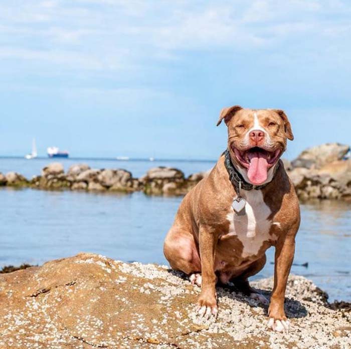Perra pit bull explotada por 8 años