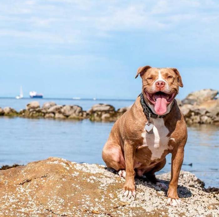 Perra pit bull explotada por 8 años