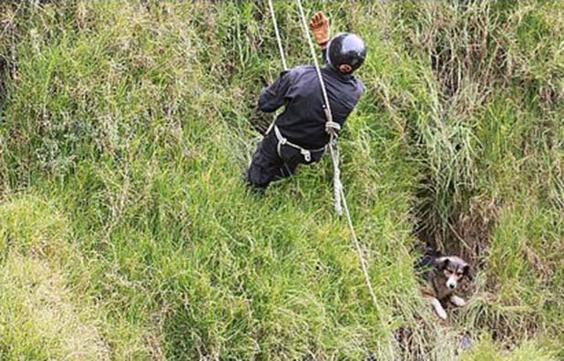 Perra rescatada en Huancayo, Peru