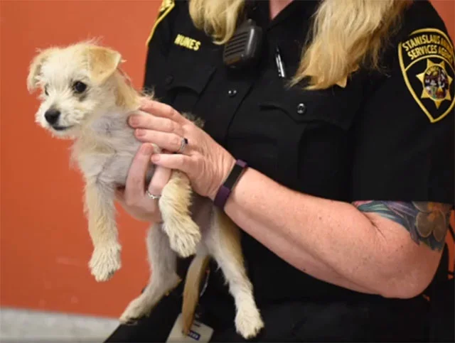 Perro abandonado en mitad de la calle