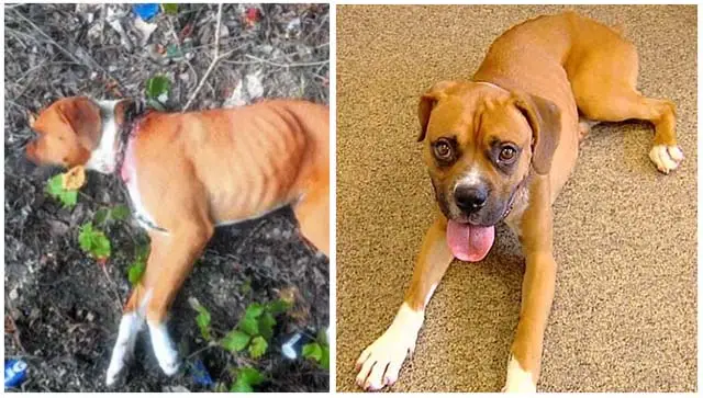 Perro abandonado en una zanja con una cadena incrustada en el cuello