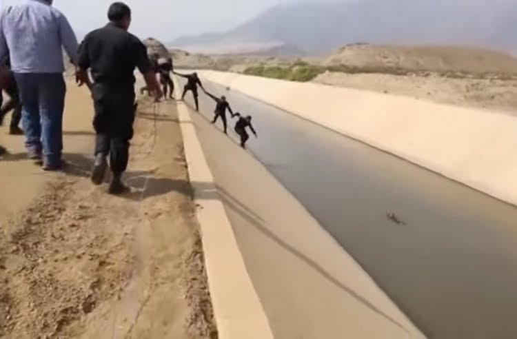 Perro en el canal