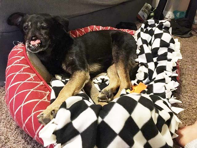 Perro en hogar de acogida